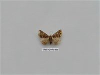 藏品(夜蛾326)的圖片